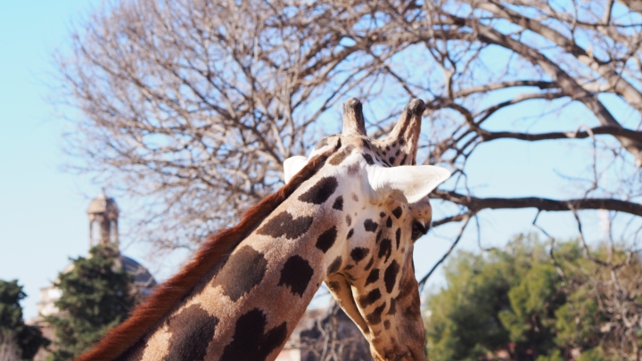 Giraffe Barcelona zoo