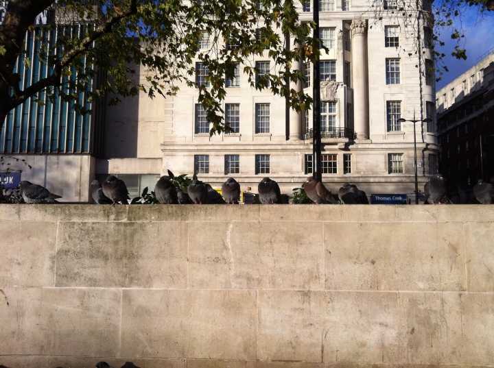 Pigeons, Marble Arch