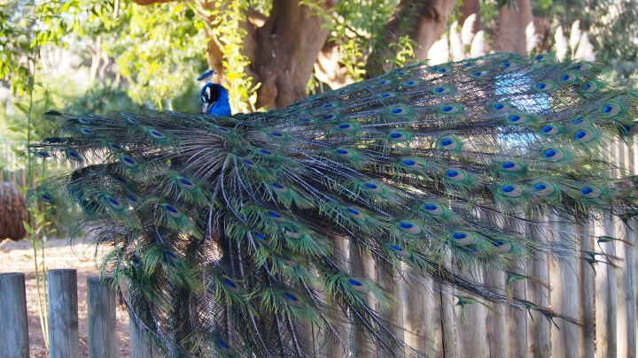 Peacock, Barcelona Zoo