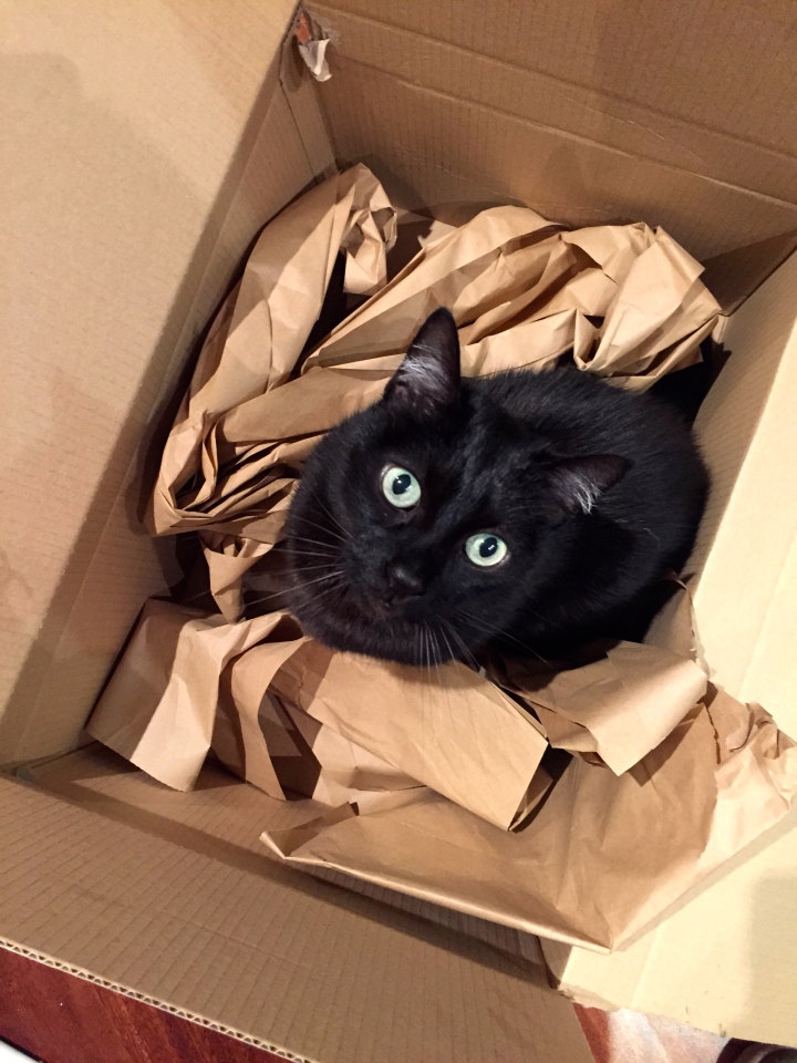 D loves boxes