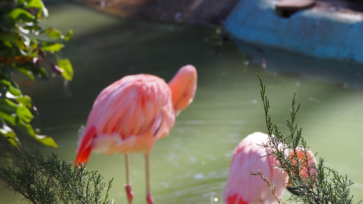 Flamingos Barcelona Zoo