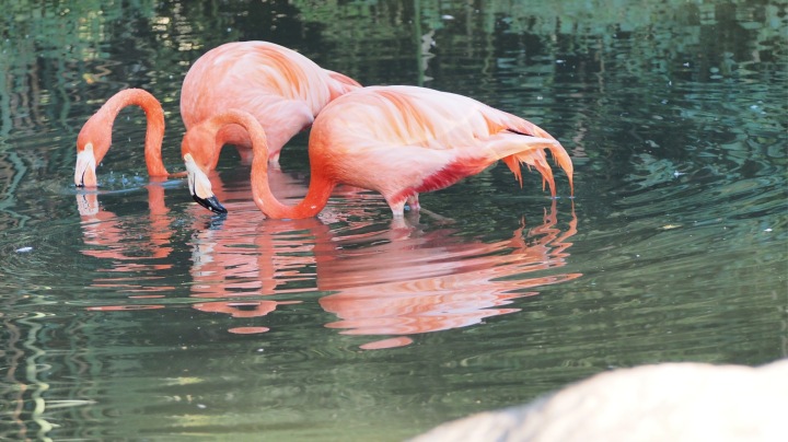 Flamingos, Barcelona Zoo