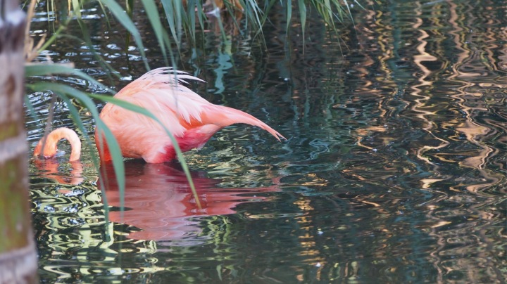 Flamingo, Barcelona Zoo