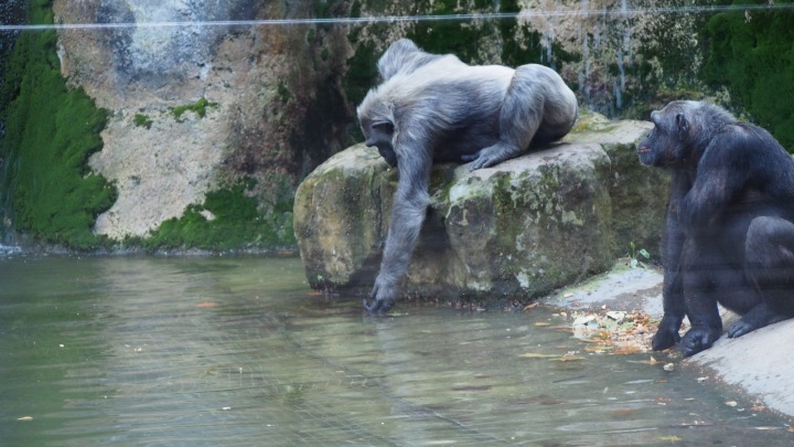 Chimpanzee drinking Barcelona zoo