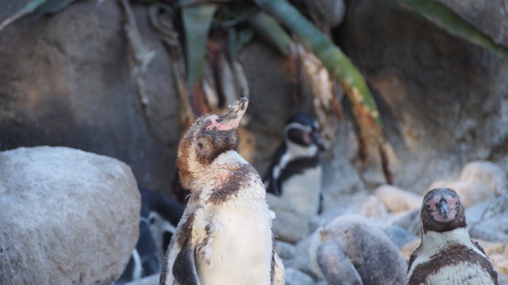 Moulting Humbolt Penguin, Barcelona Zoo