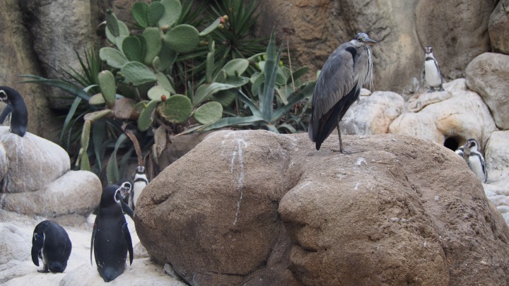 Penguins and a heron