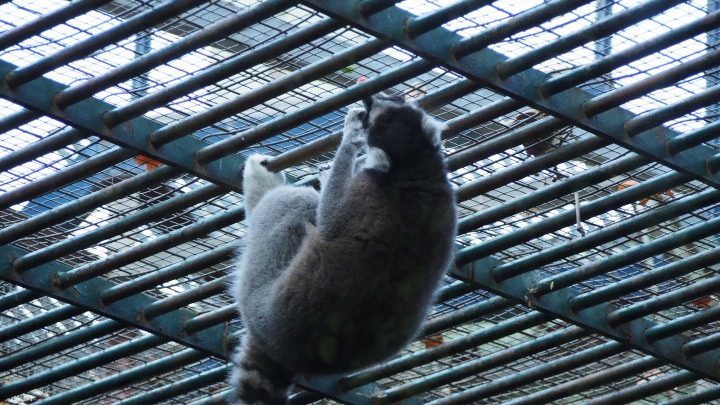 Lemur, Barcelona Zoo