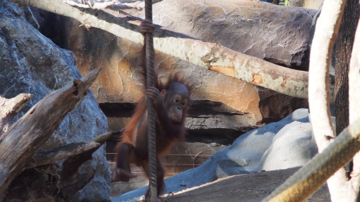 Orangutan Barcelona Zoo