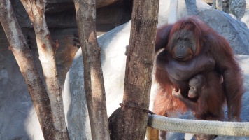 Orangutan Barcelona Zoo
