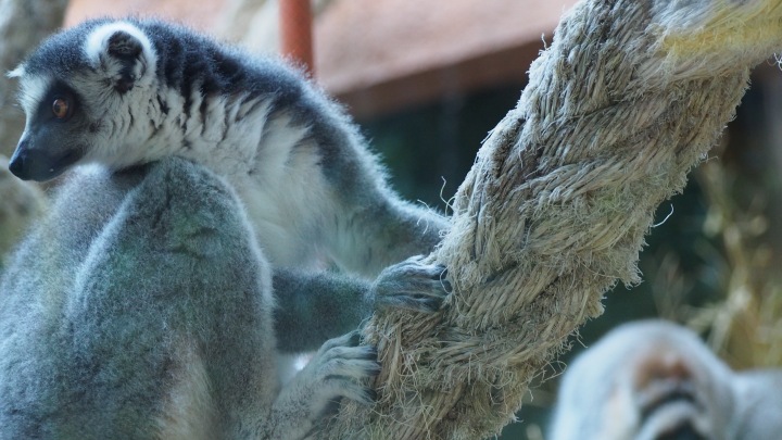 Lemur, Barcelona Zoo