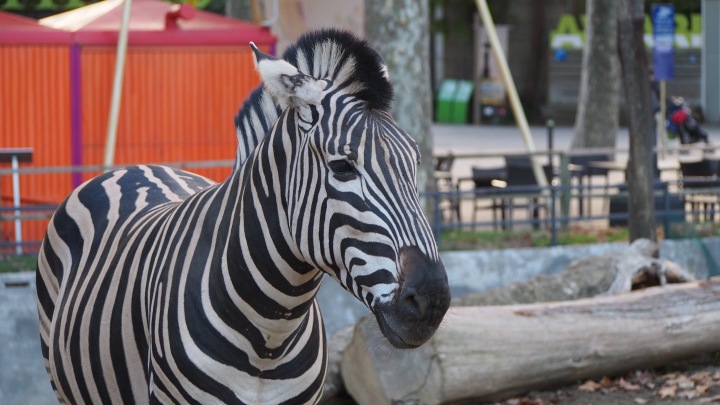 Zebra Barcelona Zoo
