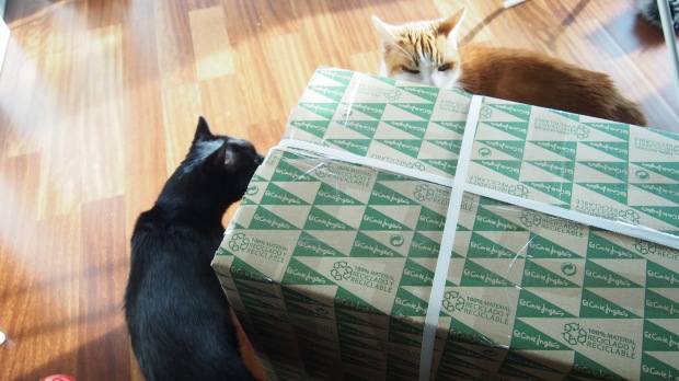 Delivery! Cats eyeing up the box up!