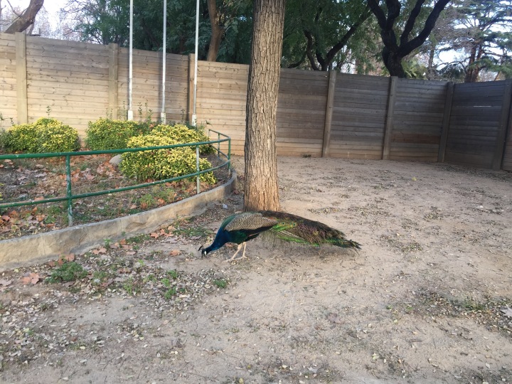 Peacock and the park