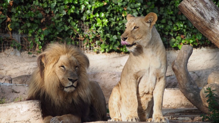 Lions Barcelona Zoo