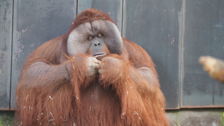 Big Daddy Orangutan Barcelona zoo