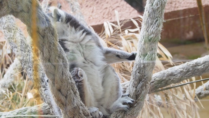 Ring tailed lemur, Barcelona Zoo